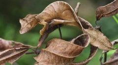 10 Najlepszych i niesamowitych stworzeń z madagaskaru